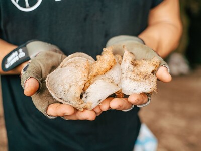 天然アナツバメの巣、その優位性を科学的に実証。天然物は、養殖物に比べ抗酸化力が1.9倍に。