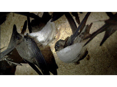 ツバメの巣の天然基準策定