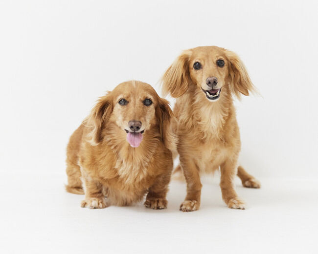 4月4日は「ダックスフンド ありがとうの日」特別な写真撮影会を開催