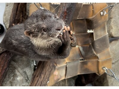 新解説プログラム『カワウソのフィーディングタイム』がスタート！【神戸の水族館｜アトア】