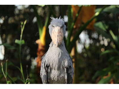 生きものたちに癒されて！水族館と動物園を“はしご旅”！『アトア×神戸どうぶつ王国の周遊チケット』販売開始！