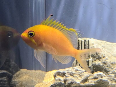 生きている姿はめったに見られない幻の深海性ハナダイの仲間「イッテンサクラダイ」を展示します【スマートアクアリウム静岡】