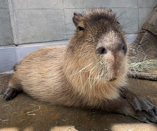 プレスリリース「神戸の水族館"アトア"で暮らすカピバラの誕生日会を開催します！大好物モリモリの飼育員手作りケーキをプレゼント！」のイメージ画像