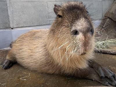 神戸の水族館"アトア"で暮らすカピバラの誕生日会を開催します!大好物モリモリの飼育員手作りケーキをプレゼント!