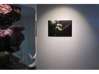 水族館写真家・銀鏡つかさ氏による新作3点を特別展示【神戸の港の水族館 atoa】