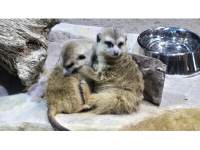 広島もとまち水族館　オープンから1か月の健康診断　生きものたちの公開体重測定を実施！