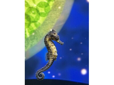 【広島もとまち水族館】新春企画～今年もウマくいきますように！～干支「午」にちなんだクロウミウマの企画展示