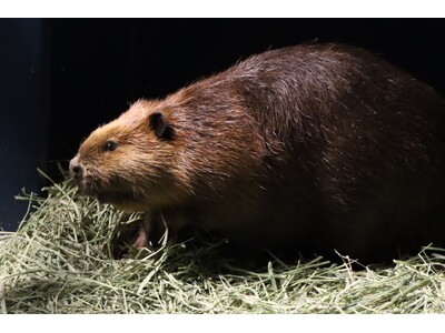 水族館アトアに 『アメリカビーバー』 がもう1頭やってきました！