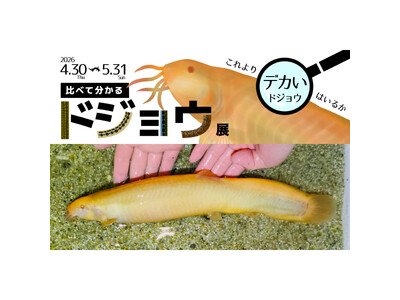 水族館アトアに前代未聞の巨大ドジョウ！？ 比べて分かるドジョウ展を開催します！特別企画 「挑戦者求む！デカいドジョウ No.1 を探せ」