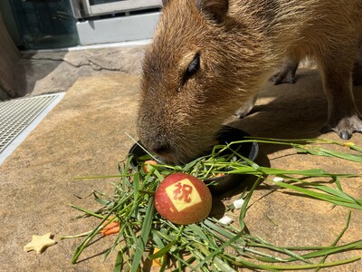 バースデーケーキを作ってもらえる方を大募集！カピバラの誕生日を一緒にお祝いしましょう！【神戸の港の水族館...