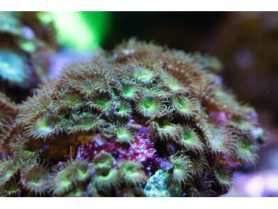 【広島もとまち水族館】ゴールデンウィーク企画「マリンフラワーフェスティバル」色鮮やかなイソギンチャクたちの競演