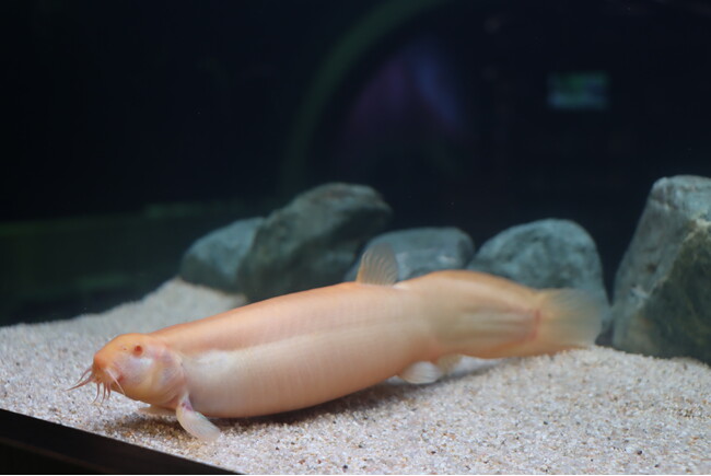 プレスリリース「前代未聞の巨大ドジョウ！？比べて分かるドジョウ展スタート！」のイメージ画像