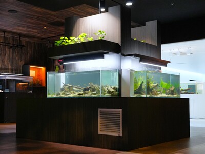 【広島もとまち水族館】水族館の魚が野菜を育てる！？　　　　　　　循環型農業『アクアポニックス』の展示を開始いたします。