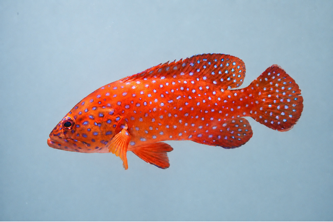 【広島もとまち水族館】特別企画展『ゆかた彩る、夏のAquarium』開催！お盆期間含む6日間は延長営業、夏のイベントも盛りだくさん！