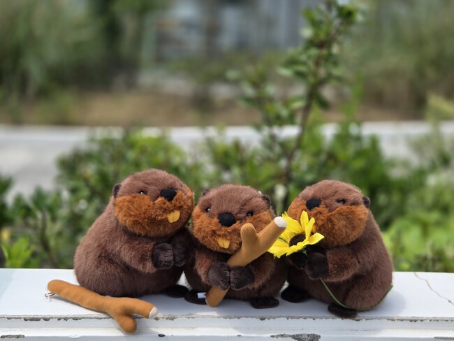 アトアの生きものが新グッズに！飼育員監修のビーバーのぬいぐるみ