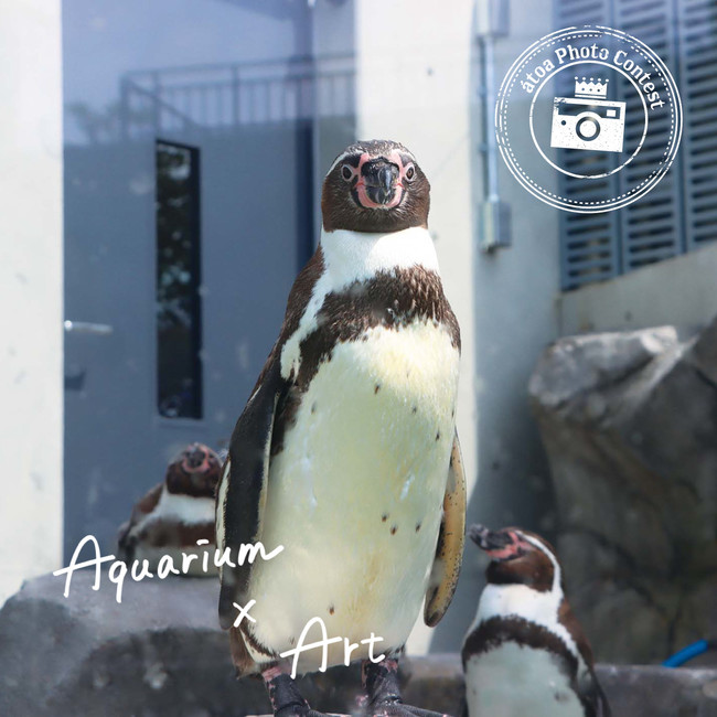 yAQUARIUM~ART atoaz_˂̌^ANAEuAgAvő3 InstagramtHgReXgJÁI