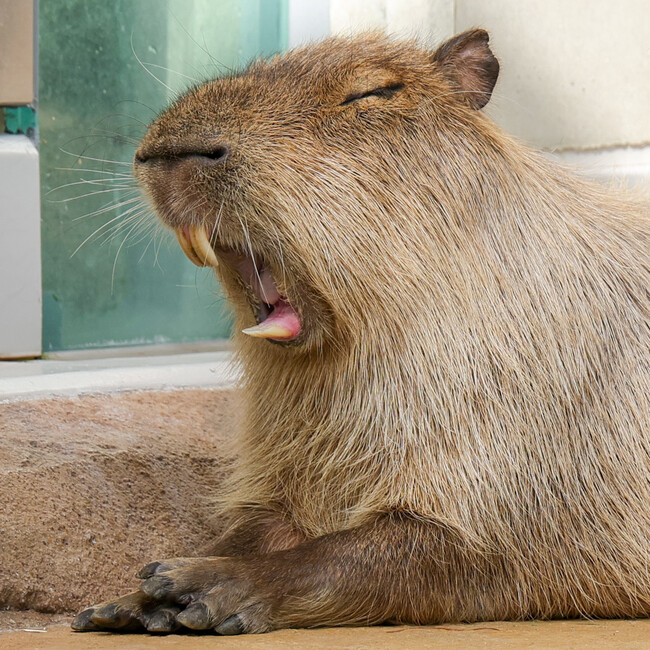 yAQUARIUM~ART atoaiAgAjzJsôȎpW܂܂Iw#2AgAŃtHgRx܍i\I