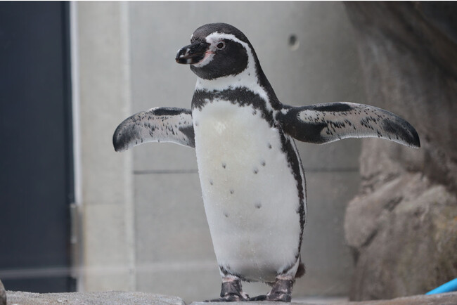 yAQUARIUM~ART atoaiAgAjzHȂł͂̎py߂IhyMW܂܂Iw#3AgAŃtHgRx܍i\