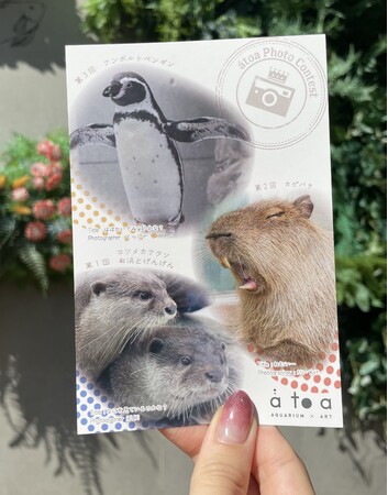 uAgAŃtHgRvS3̃OviL̃pbP[WƂȂ萨낢IIyAQUARIUM ~ ART atoaiAgAjz