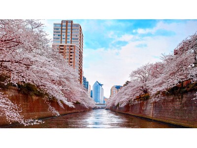 ”最上級”目黒川お花見クルーズ　3/20～4/7開催