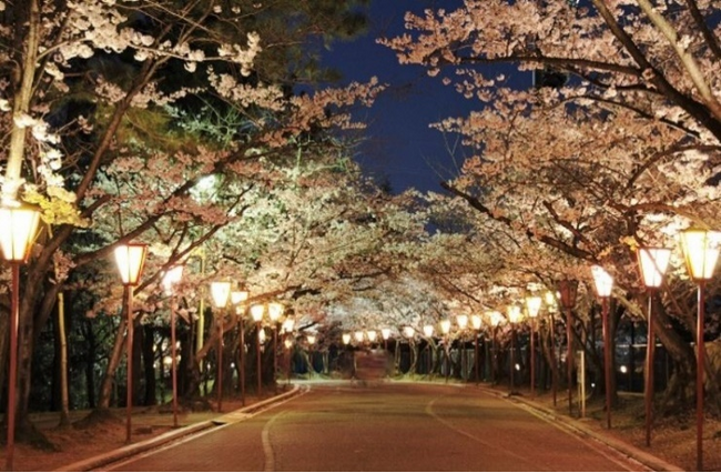 加古川市最大級の夜桜スポット約1,000本のソメイヨシノを照らす幻想空間「日岡山公園」ぼんぼりライトアップ