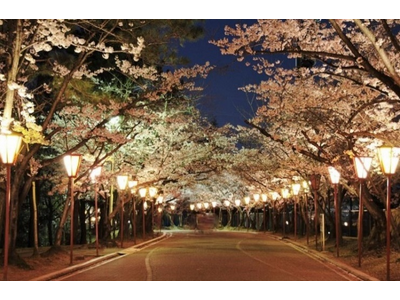 加古川市最大級の夜桜スポット約1,000本のソメイヨシノを照らす幻想空間「日岡山公園」ぼんぼりライトアップ