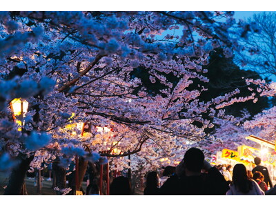 1,000本の桜が紡ぐ、春の幻想夜「日岡山公園」ぼんぼりライトアップが3月20日より開催