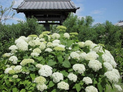 約90種が境内にギュッ！関西屈指のカラフルな“花の寺”雨の日こそ映える！“あじさい開花リレー”は7月上旬ごろまで【加古川・円照寺のあじさいが現在、最高潮の見頃を迎えています】