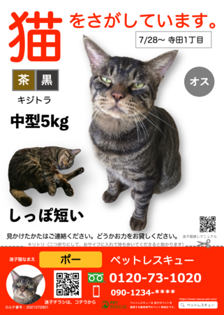 迷子猫の捜索をオンラインで相談できる オンライン迷子猫捜しサポート Pr Times Web東奥