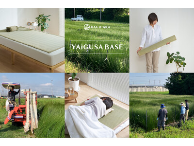 【い草を未来へ】静岡県内唯一のい草栽培、初収穫のい草を商品化。焼津産のい草を使った寝ござが新発売