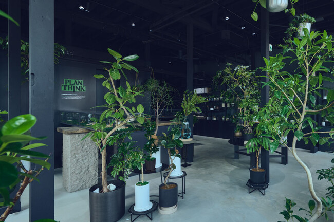 札幌市南区に、植物ケアを手がける植物専門店「PLANTHINK」2026年6月27日（土）オープン
