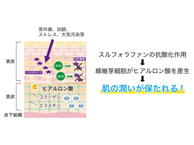 【注目の美肌成分】活性酸素を除去、ヒアルロン酸を産生し肌のうるおいを保つブロッコリー種子由来スルフォラファン【機能性表示食品対応予定】