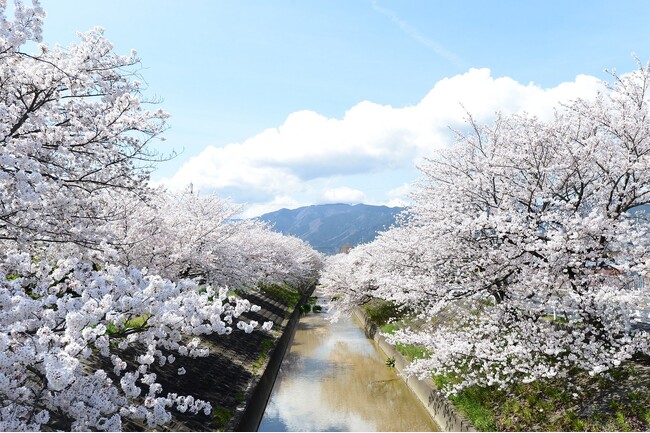 約2.5kmにわたる桜の名所や、日本のさくら名所百選に選ばれたお城まで、奈良県でさくらを堪能、春を楽しむスポットのご紹介。