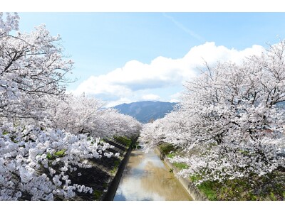 約2.5kmにわたる桜の名所や、日本のさくら名所百選に選ばれたお城まで、奈良県でさくらを堪能、春を楽しむスポットのご紹介。
