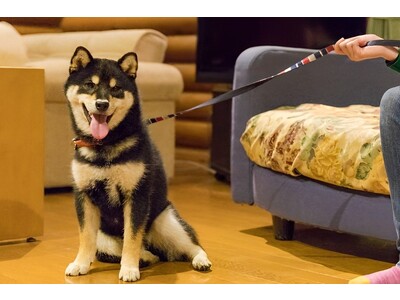 ２０２３年１１月１日（水）の「犬の日」に増設　休暇村奥武蔵のワンちゃんと一緒に泊まれるログハウスが２棟に！