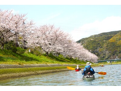 水面から望むお花見体験　休暇村南伊豆「Sakura Kayak 弓ヶ浜さくらツアー」を３月２３日より実施...