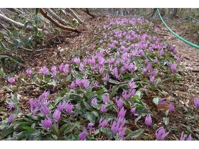 休暇村奥大山では４月２４日（水）に「第１０回 鏡ヶ成山開き」を開催　春の妖精「カタクリ」が見頃を迎える擬...