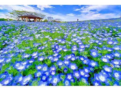 福岡に春を告げる花の祭典「海の中道フラワーピクニック2024」が３月２３日から開催温暖な志賀島では蔓で完...