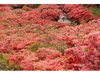 圧倒的なスケールで咲くツツジの名山 気仙沼市「徳仙丈山」　５月中旬から下旬にかけて５０万本ものツツジが全...