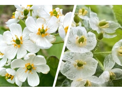 鳥取県奥大山で花めぐり　世界的にも珍しい花姿がSNSで人気の「サンカヨウ」に、「カタクリ」や「イワカガミ...