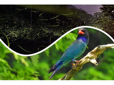 広島県庄原市の初夏の楽しみ　ホタルとブッポウソウ　休暇村帝釈峡では６月１５日から「ホタル観賞会付き宿泊プ...