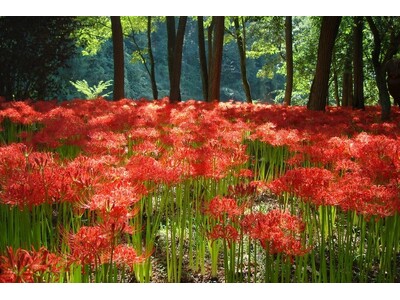 飯能・秩父の秋を満喫　日高市の巾着田では曼珠沙華が見頃です　秩父では贅沢なシャインマスカット狩りが大人気　休暇村奥武蔵ではシャインマスカット狩り付き宿泊プランを販売中です