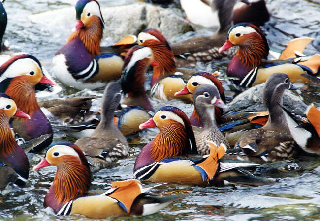 ＜今日は“いい夫婦の日”＞野鳥愛好家も認めるおしどりの町・鳥取県日野町　冬の風物詩、約1000羽のおしどりの飛来は圧巻の景色！　休暇村奥大山では、12月4日より「おしどり観察」の体験プログラムを実施