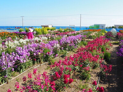 南房総の春は目の前　数多くの花が咲き誇る“花の季節”が始まります　休暇村館山では、館山市のイメージフラワ...