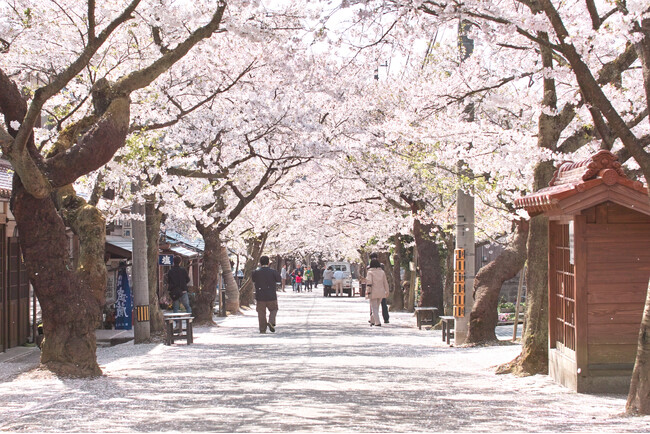 全国的にも珍しい宿場町の桜並木「がいせん桜」や、春の妖精「カタクリ」が咲き誇る群生地にご案内　休暇村蒜山高原の「春の花々紀行」が始まります　夕食では蒜山ジャージー牛のステーキが食べ放題！