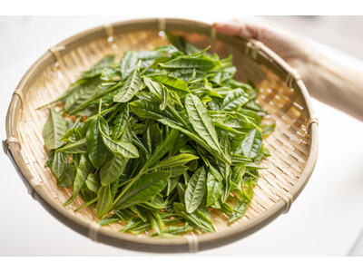 今日は「狭山茶の日」。地元・埼玉の素晴らしさを自信をもって伝えます！　日本に注目が集まる今、「狭山茶」を宿泊者にＰＲ　休暇村奥武蔵では、「狭山茶摘み体験付宿泊プラン」を7月1日より販売