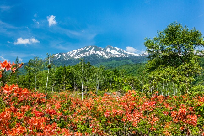 標高1,450m・乗鞍高原の「一の瀬園地」　6月中旬には１０万株のレンゲツツジが高原を鮮やかな朱色に染めあげます　休暇村乗鞍高原では、滝や池、季節の花々をめぐるガイド付トレッキングを販売