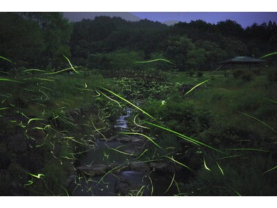 幻想的な光と地元グルメを満喫する夏のひととき　休暇村蒜山高原では自然豊かな初夏の風景の中、ホタルの舞を楽しめる「ホタルの観賞会」を宿泊者限定で6月7日（土）より開催