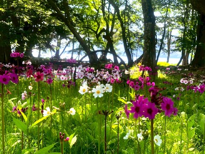 奥日光の初夏の訪れを告げる可憐なクリンソウがまもなく見頃を迎えます　大群落「千手ヶ浜」に広がる神秘的な風景をお見逃しなく！　～休暇村日光湯元露天風呂でもクリンソウをご覧いただけます～