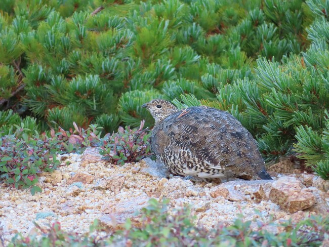 アクティブ・レンジャー制度の創設20周年記念　休暇村乗鞍高原で、「中部山岳国立公園アクティブ・レンジャー写真展」を9月12日より開催　～北アルプスの絶景や天然記念物・ライチョウの姿を写真で紹介～